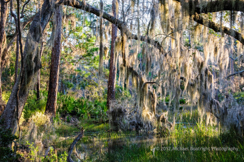 Sapelo2012_MCB1158.jpg