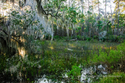 Sapelo2012_MCB1160.jpg