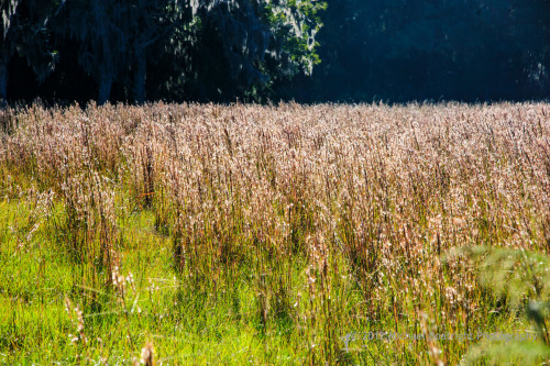 Sapelo2012_MCB1194.jpg