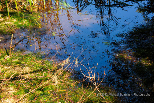 Sapelo2012_MCB1329.jpg