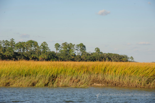 Sapelo2012_MCB1595.jpg