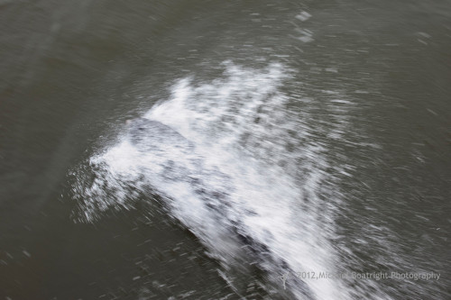 Sapelo2012_MCB0215.jpg
