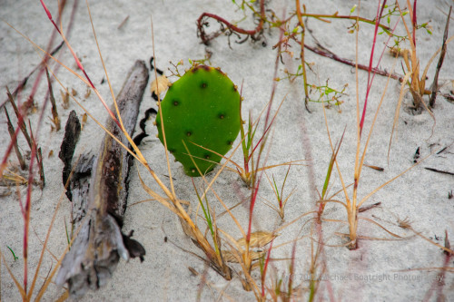 Sapelo2012_MCB0606.jpg