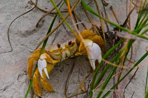 Sapelo2012_MCB0608.jpg