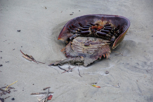 Sapelo2012_MCB0621.jpg