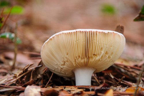 Sapelo2012_MCB0700.jpg