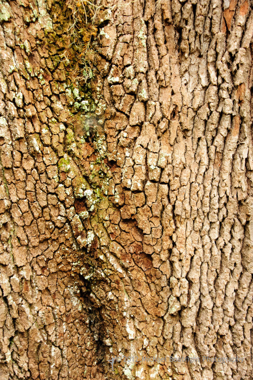 Sapelo2012_MCB0737.jpg