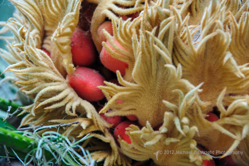Sapelo2012_MCB0821.jpg