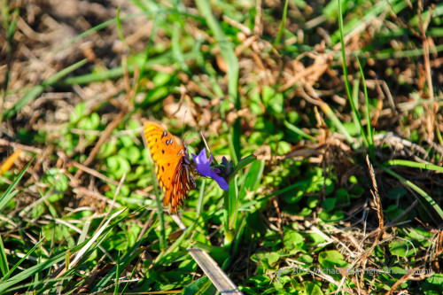 Sapelo2012_MCB1214.jpg