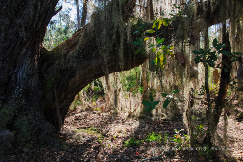 Sapelo2012_MCB1266.jpg