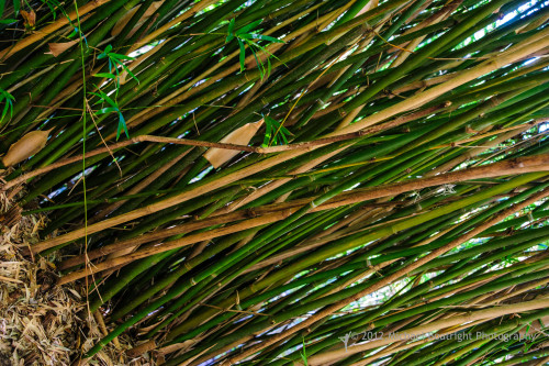Sapelo2012_MCB1363.jpg
