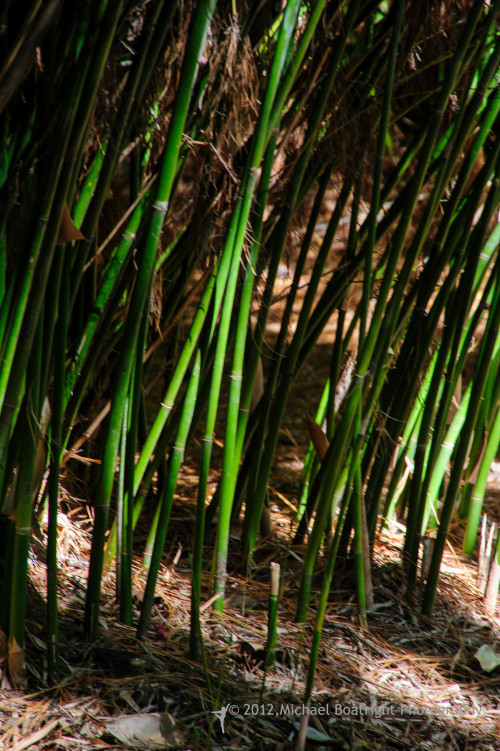 Sapelo2012_MCB1366.jpg