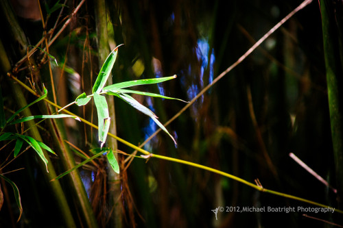 Sapelo2012_MCB1378.jpg