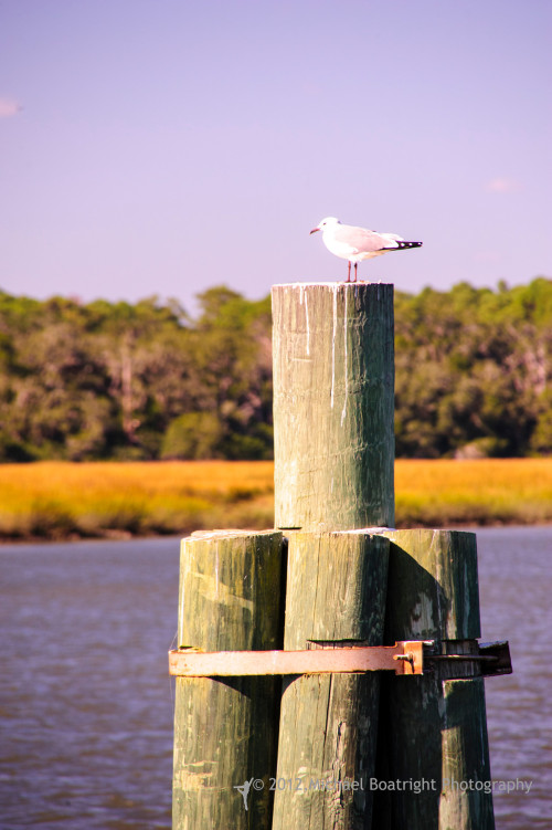 Sapelo2012_MCB1386.jpg