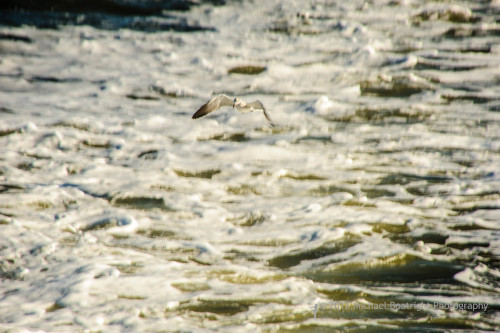 Sapelo2012_MCB1501.jpg