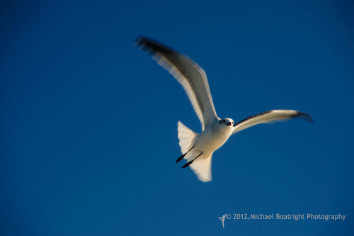 Sapelo2012_MCB1529.jpg