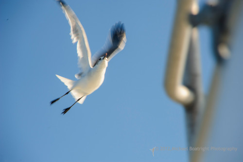 Sapelo2012_MCB1532.jpg