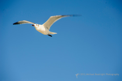 Sapelo2012_MCB1550.jpg
