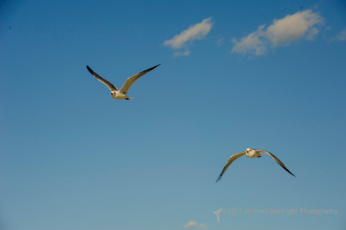 Sapelo2012_MCB1560.jpg