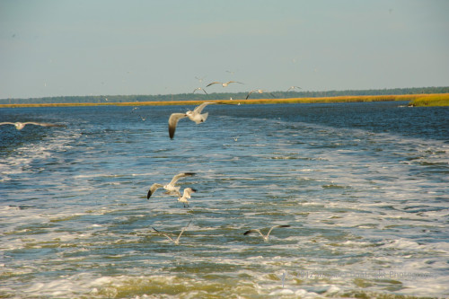 Sapelo2012_MCB1564.jpg