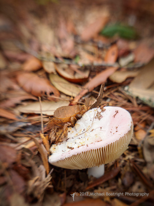 Sapelo2012_MCB3826.jpg