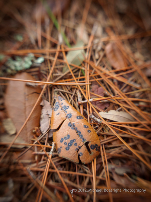 Sapelo2012_MCB3828.jpg