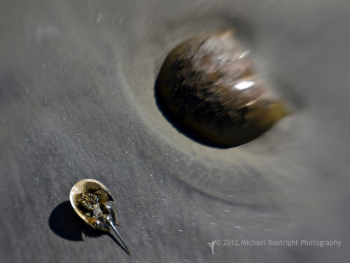 Sapelo2012_MCB3964.jpg