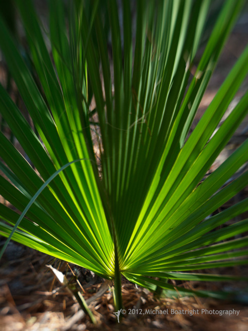 Sapelo2012_MCB4042.jpg