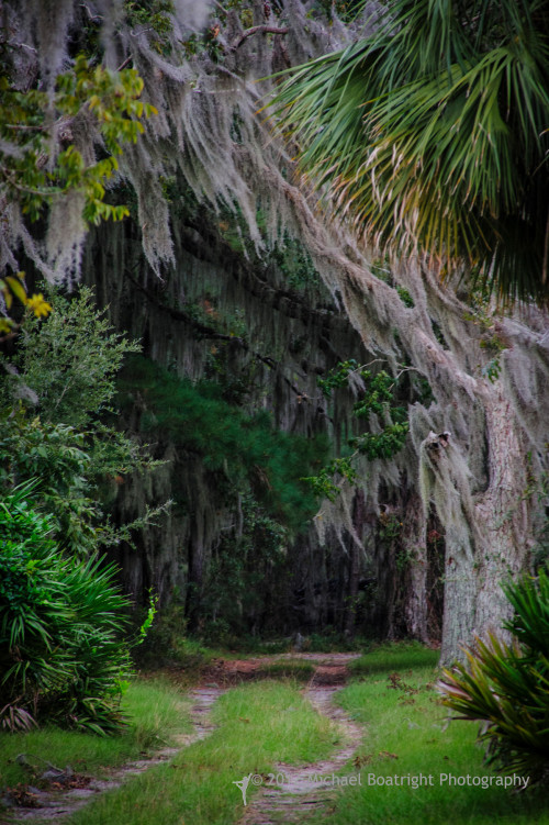 Sapelo2012_MCB0313.jpg
