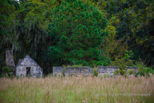 Sapelo2012_MCB0320.jpg
