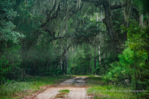 Sapelo2012_MCB0679.jpg