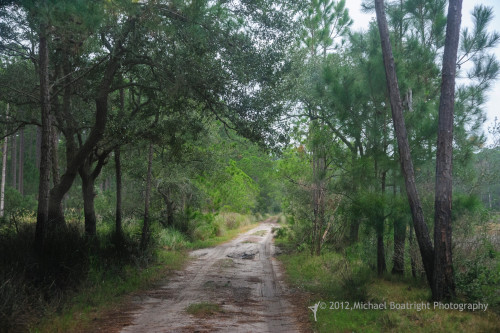 Sapelo2012_MCB0681.jpg