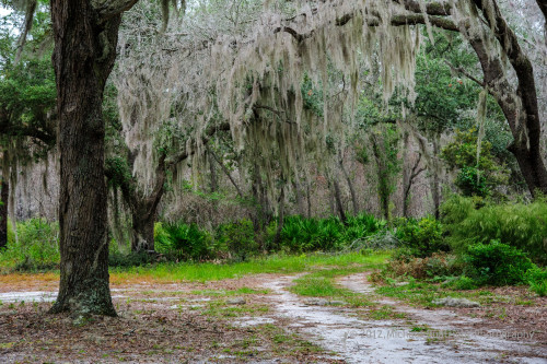 Sapelo2012_MCB0684.jpg
