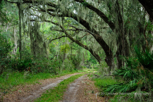 Sapelo2012_MCB0712.jpg