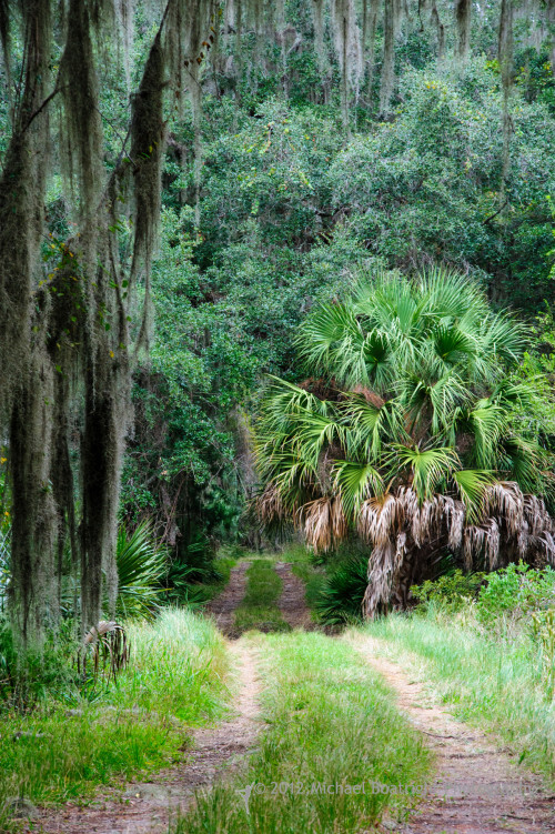 Sapelo2012_MCB0740.jpg