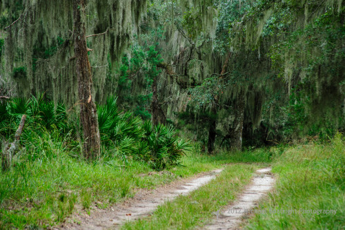 Sapelo2012_MCB0743.jpg