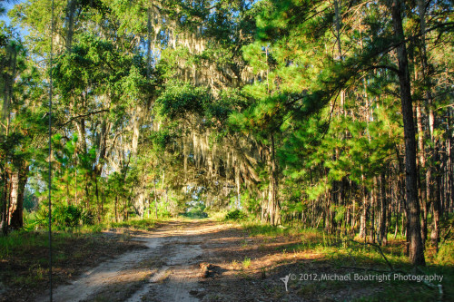 Sapelo2012_MCB1115.jpg