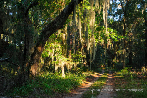 Sapelo2012_MCB1164.jpg
