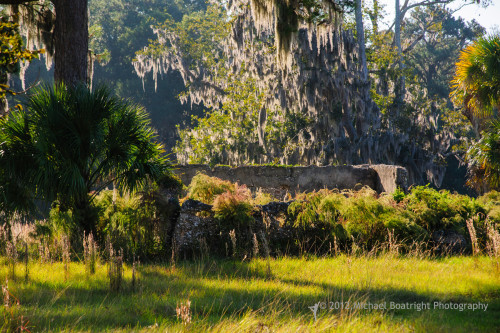 Sapelo2012_MCB1174.jpg