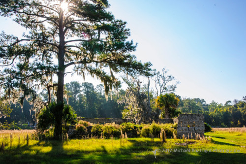 Sapelo2012_MCB1175.jpg