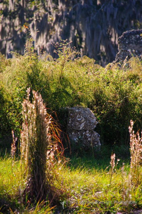 Sapelo2012_MCB1180.jpg
