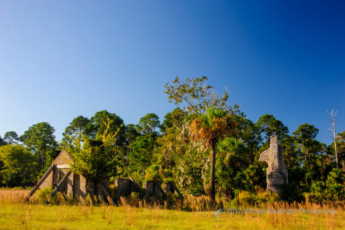 Sapelo2012_MCB1181.jpg