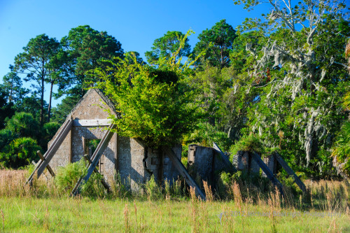 Sapelo2012_MCB1185.jpg