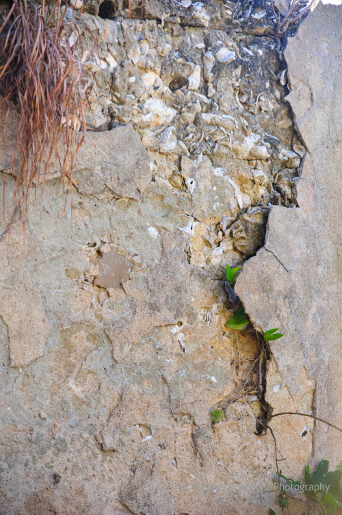 Sapelo2012_MCB1187.jpg