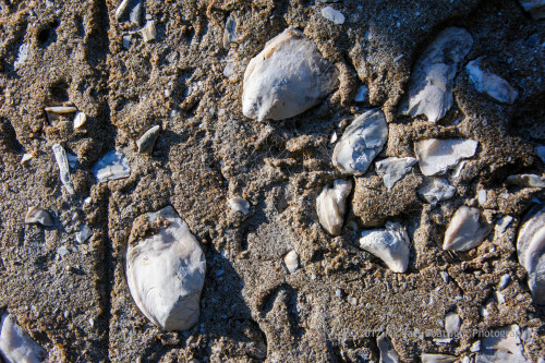 Sapelo2012_MCB1189.jpg