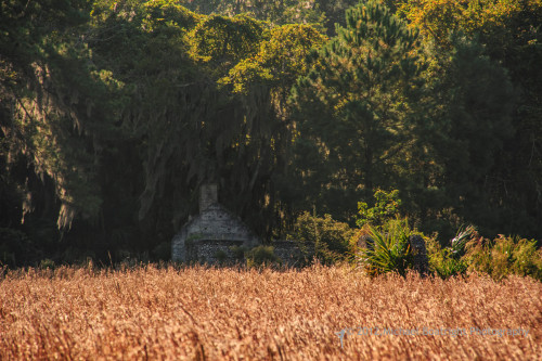 Sapelo2012_MCB1195.jpg