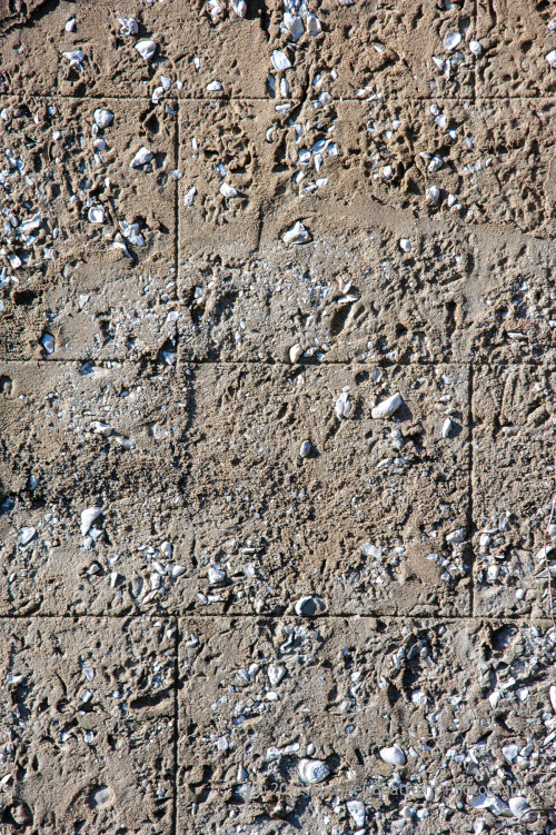 Sapelo2012_MCB1196.jpg