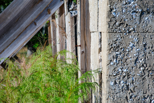 Sapelo2012_MCB1197.jpg