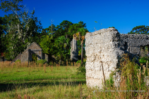 Sapelo2012_MCB1203.jpg