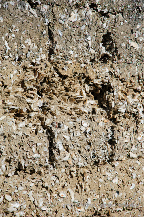Sapelo2012_MCB1210.jpg